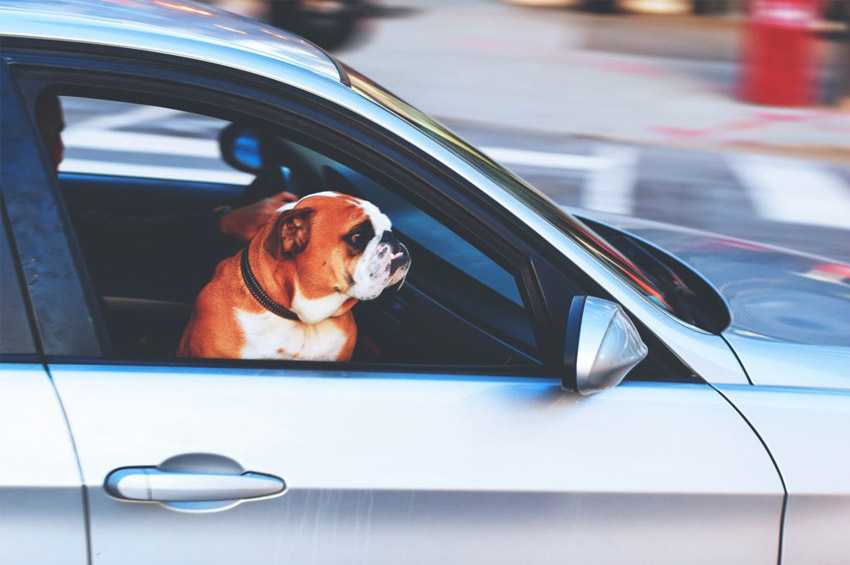 قوانین حمل سگ در ماشین